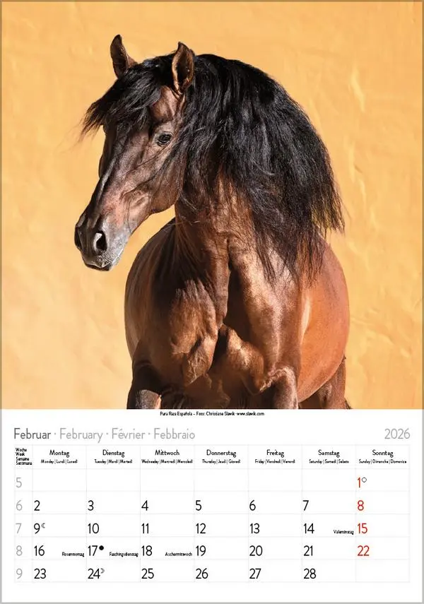 Bild: 9783731883623 | Pferde 2026 | Verlag Korsch | Kalender | Spiralbindung | 13 S. | 2026