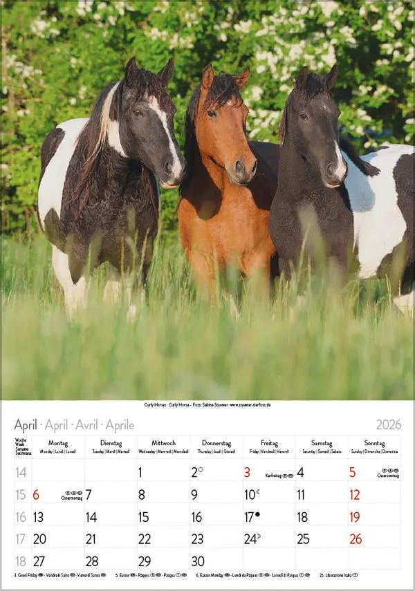 Bild: 9783731883623 | Pferde 2026 | Verlag Korsch | Kalender | Spiralbindung | 13 S. | 2026