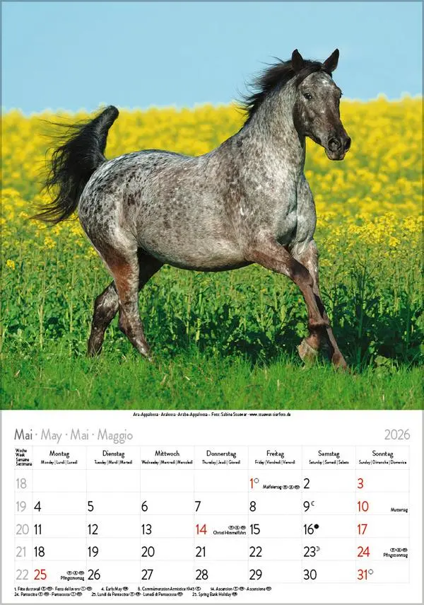 Bild: 9783731883623 | Pferde 2026 | Verlag Korsch | Kalender | Spiralbindung | 13 S. | 2026