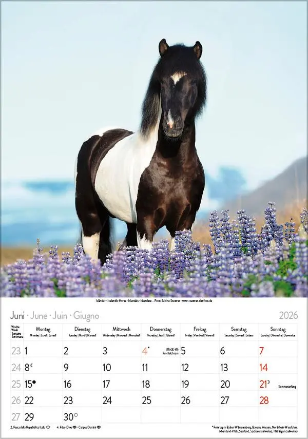 Bild: 9783731883623 | Pferde 2026 | Verlag Korsch | Kalender | Spiralbindung | 13 S. | 2026