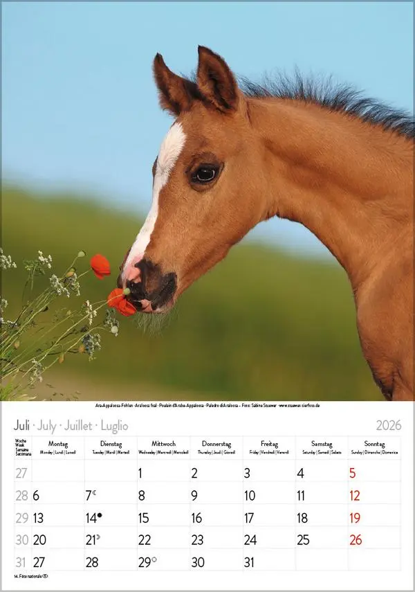 Bild: 9783731883623 | Pferde 2026 | Verlag Korsch | Kalender | Spiralbindung | 13 S. | 2026