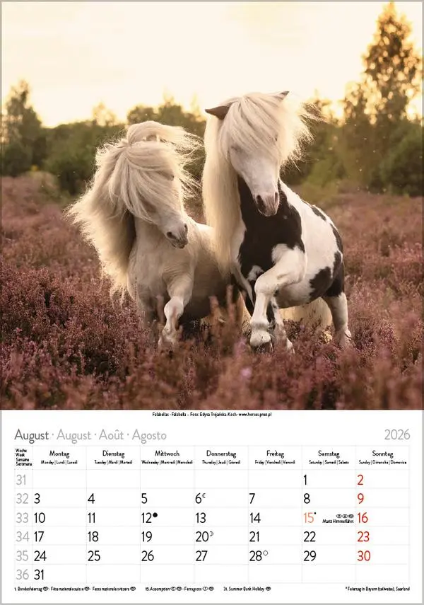Bild: 9783731883623 | Pferde 2026 | Verlag Korsch | Kalender | Spiralbindung | 13 S. | 2026