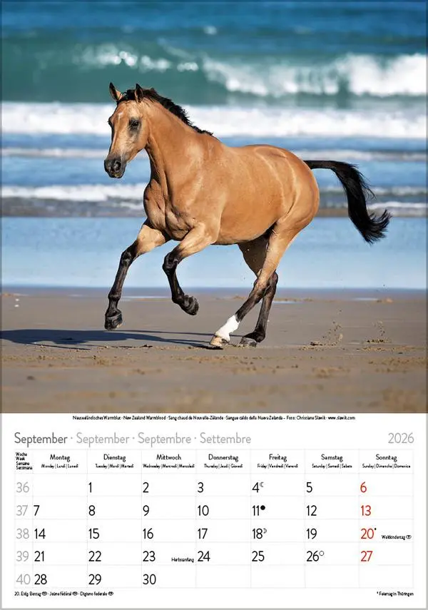 Bild: 9783731883623 | Pferde 2026 | Verlag Korsch | Kalender | Spiralbindung | 13 S. | 2026