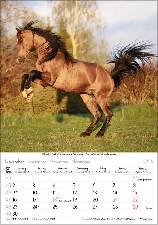 Bild: 9783731883623 | Pferde 2026 | Verlag Korsch | Kalender | Spiralbindung | 13 S. | 2026