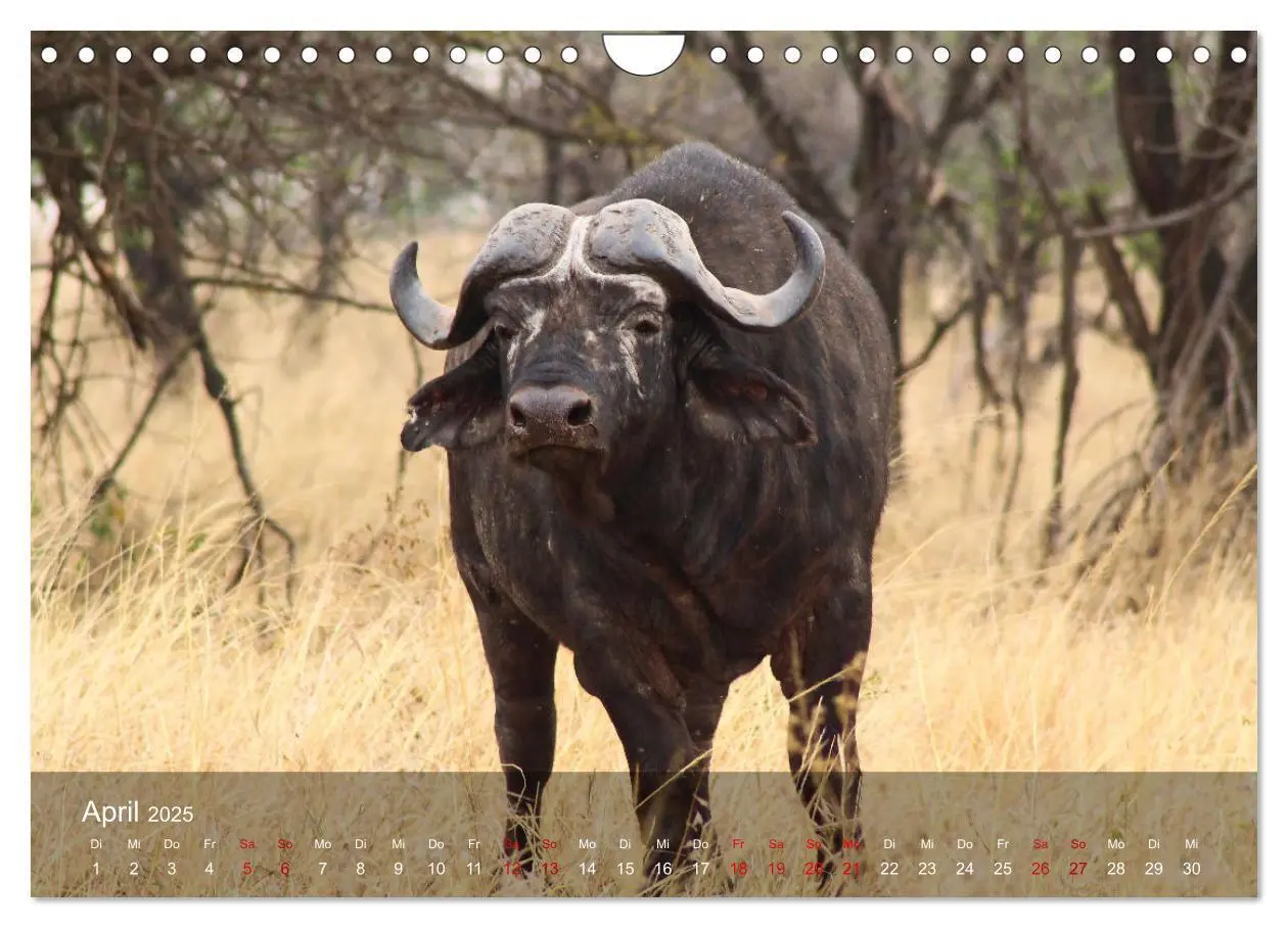 Bild: 9783435093823 | Ostafrika - Tansania und Kenia hautnah (Wandkalender 2025 DIN A4...