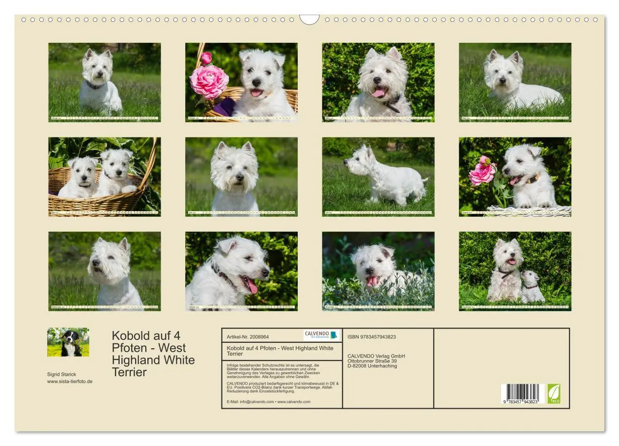 Bild: 9783457943823 | Kobold auf 4 Pfoten - West Highland White Terrier (Wandkalender...
