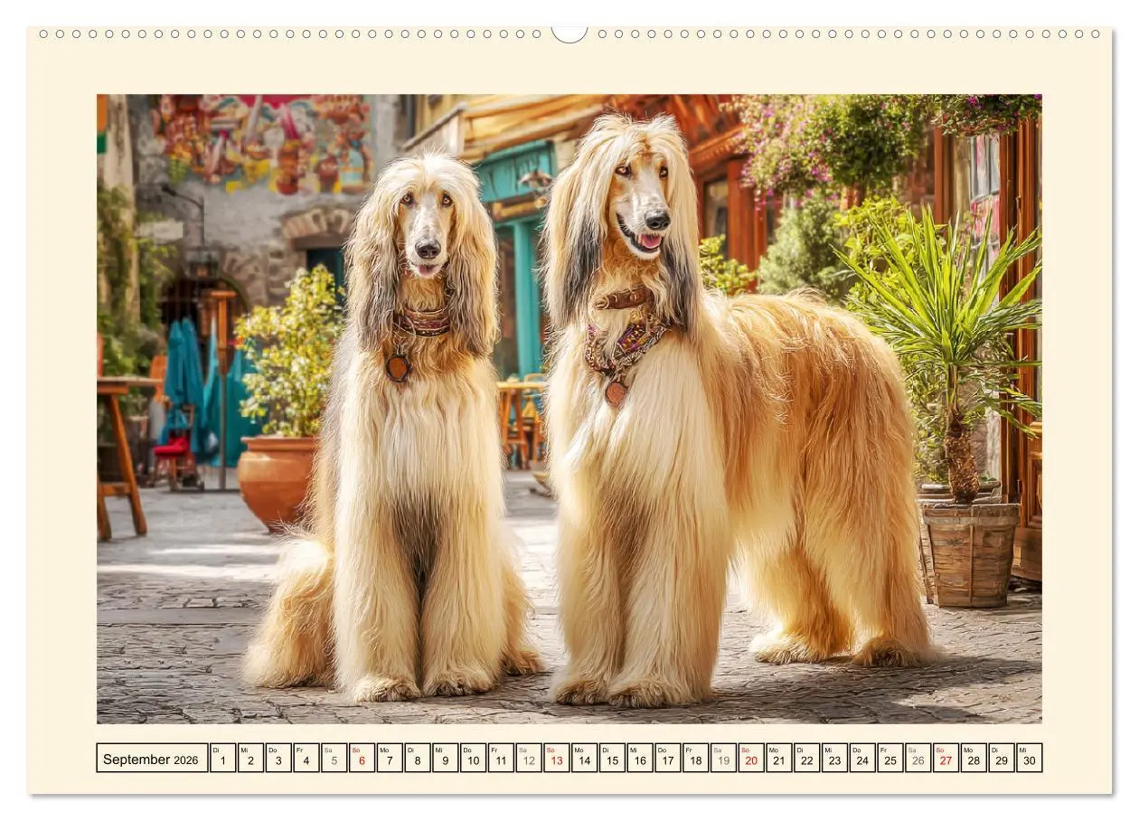 Bild: 9783516583823 | Afghanischer Windhund. Eleganter Sichtjäger und sensibler...