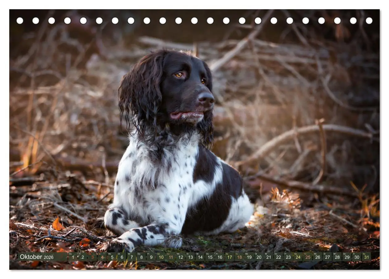 Bild: 9783457553923 | Passion Jagdhund - Deutsch Langhaar (Tischkalender 2026 DIN A5...