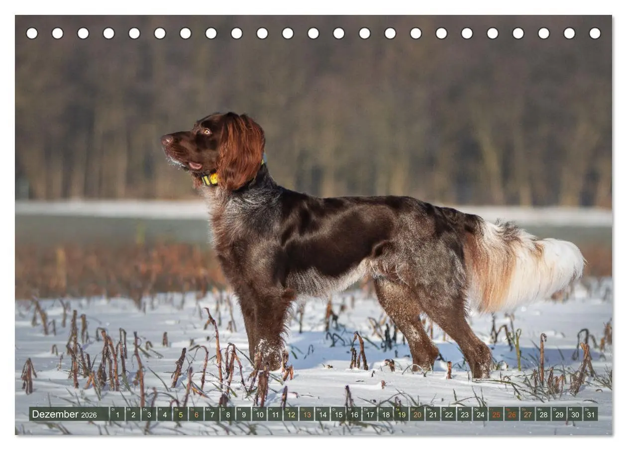 Bild: 9783457553923 | Passion Jagdhund - Deutsch Langhaar (Tischkalender 2026 DIN A5...