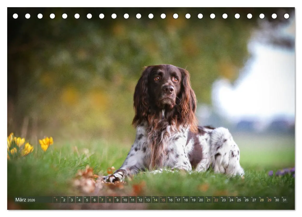 Bild: 9783457553923 | Passion Jagdhund - Deutsch Langhaar (Tischkalender 2026 DIN A5...