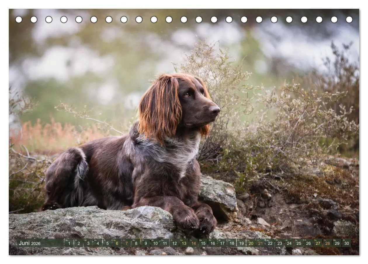 Bild: 9783457553923 | Passion Jagdhund - Deutsch Langhaar (Tischkalender 2026 DIN A5...