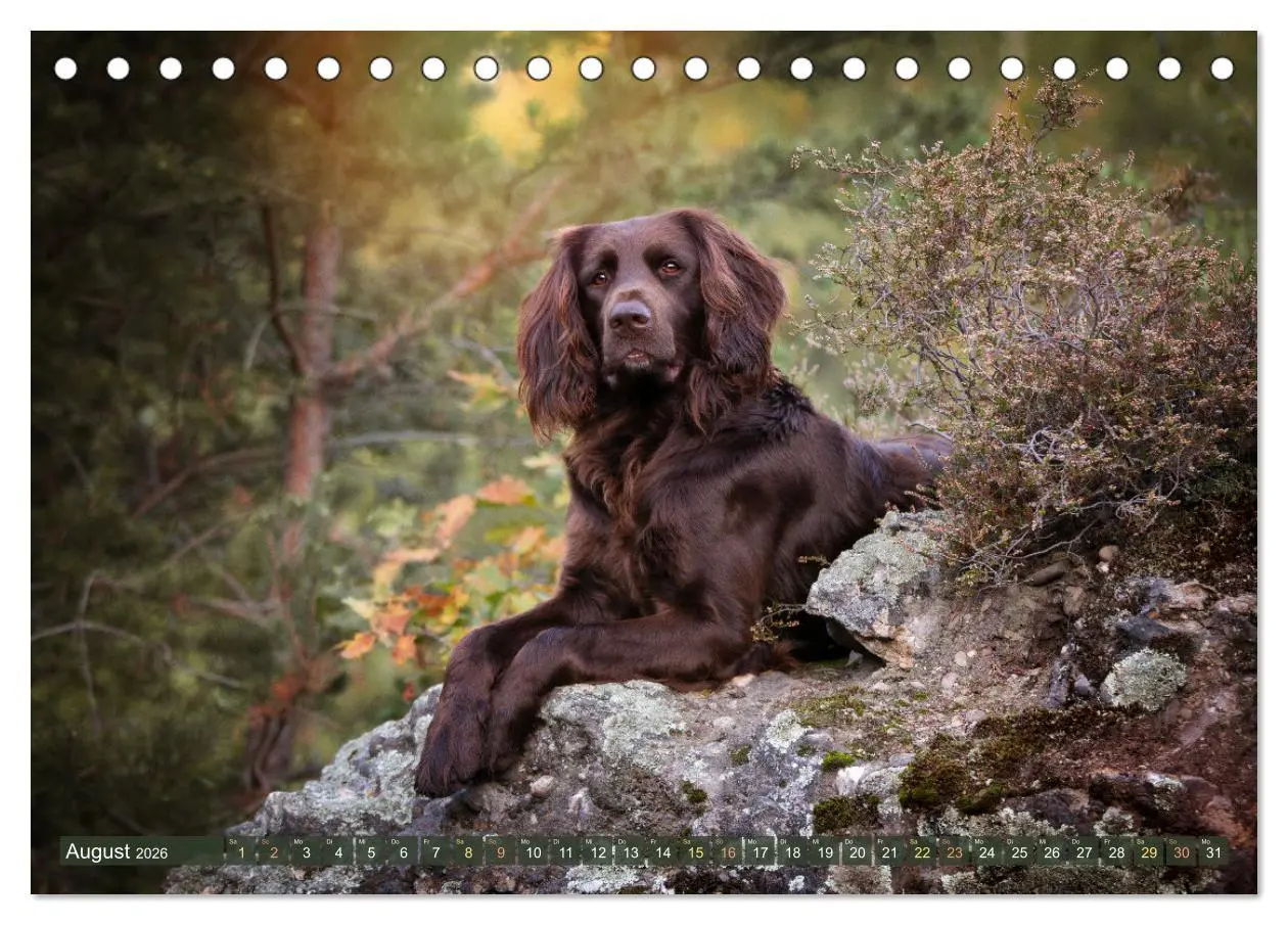 Bild: 9783457553923 | Passion Jagdhund - Deutsch Langhaar (Tischkalender 2026 DIN A5...