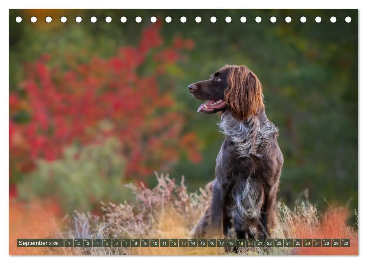 Bild: 9783457553923 | Passion Jagdhund - Deutsch Langhaar (Tischkalender 2026 DIN A5...