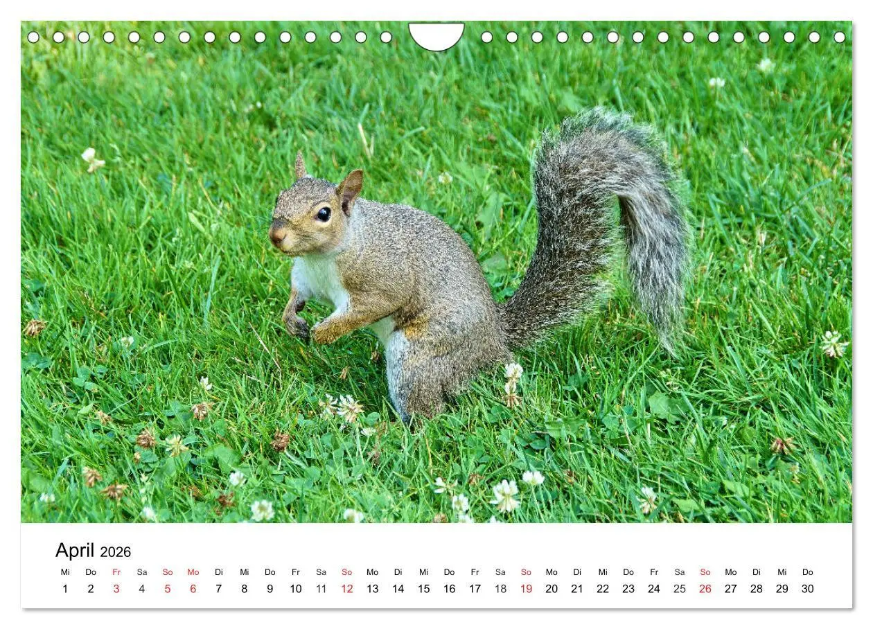 Bild: 9783457793923 | Ontario - Der Süden (Wandkalender 2026 DIN A4 quer), CALVENDO...
