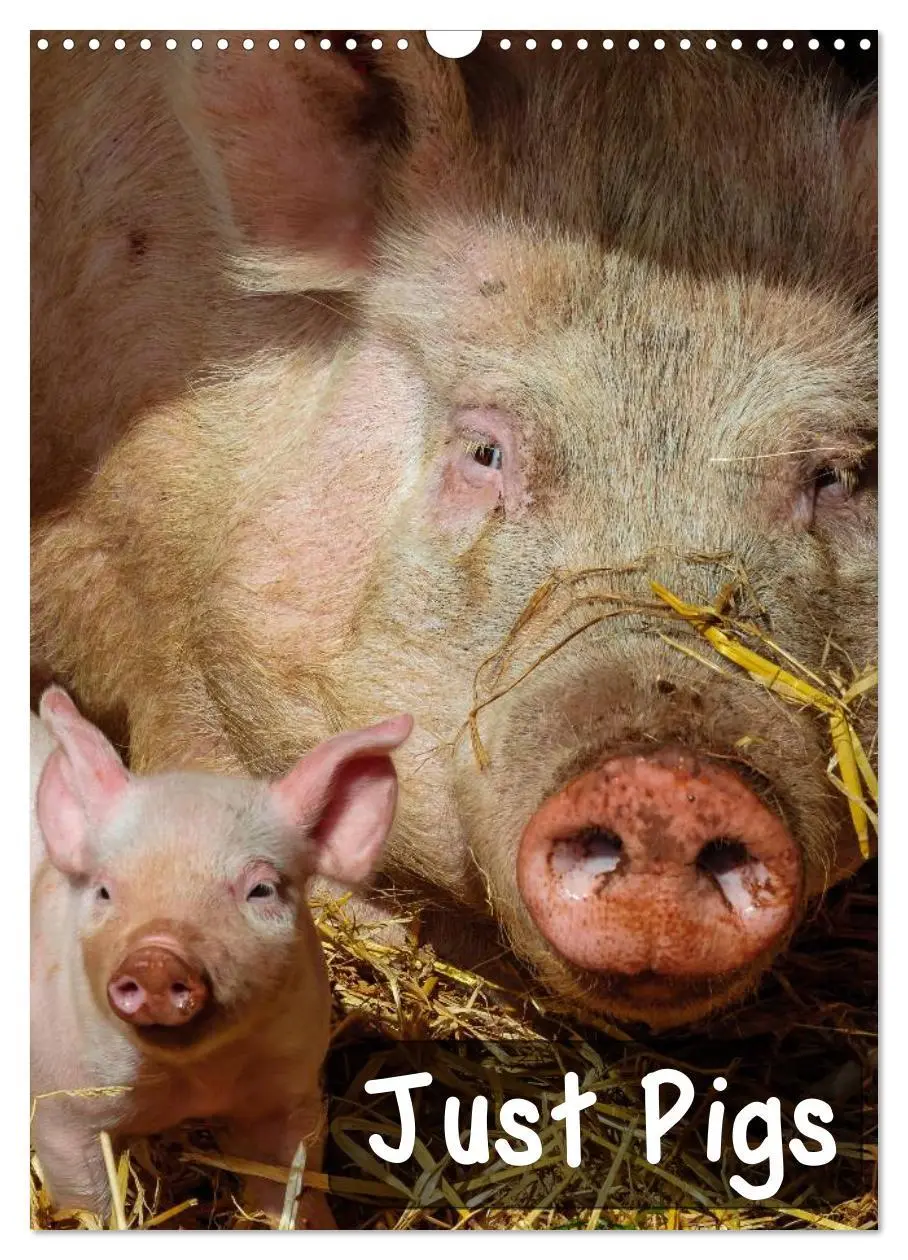 Cover: 9783516573923 | Just Pigs (Wall Calendar 2026 DIN A3 portrait), CALVENDO 12 Month...