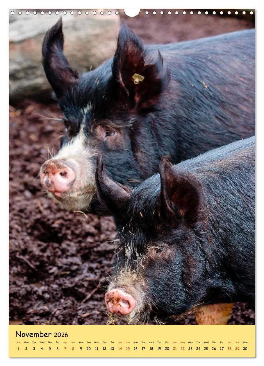 Bild: 9783516573923 | Just Pigs (Wall Calendar 2026 DIN A3 portrait), CALVENDO 12 Month...