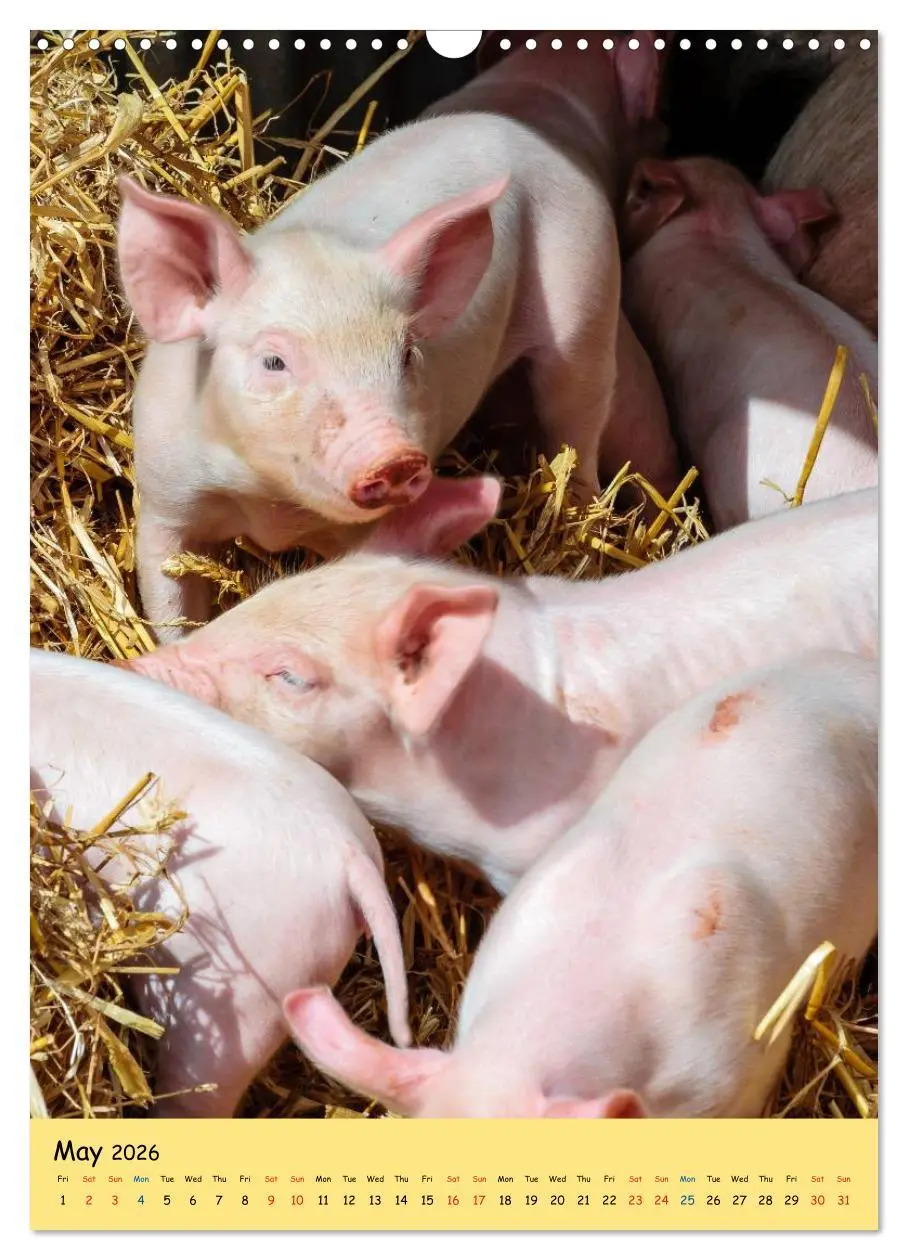 Bild: 9783516573923 | Just Pigs (Wall Calendar 2026 DIN A3 portrait), CALVENDO 12 Month...