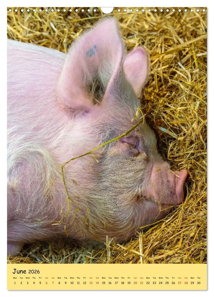 Bild: 9783516573923 | Just Pigs (Wall Calendar 2026 DIN A3 portrait), CALVENDO 12 Month...