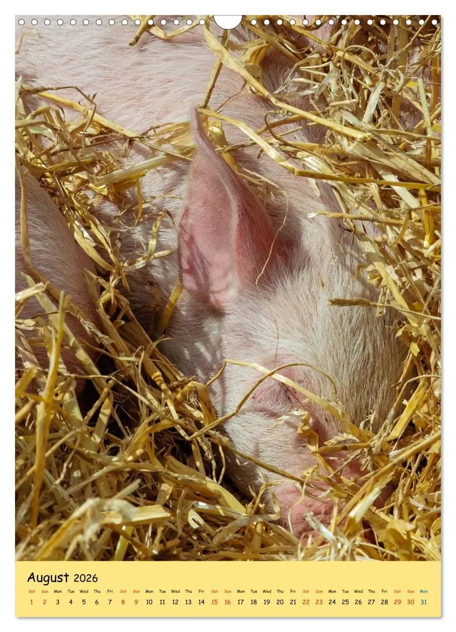 Bild: 9783516573923 | Just Pigs (Wall Calendar 2026 DIN A3 portrait), CALVENDO 12 Month...