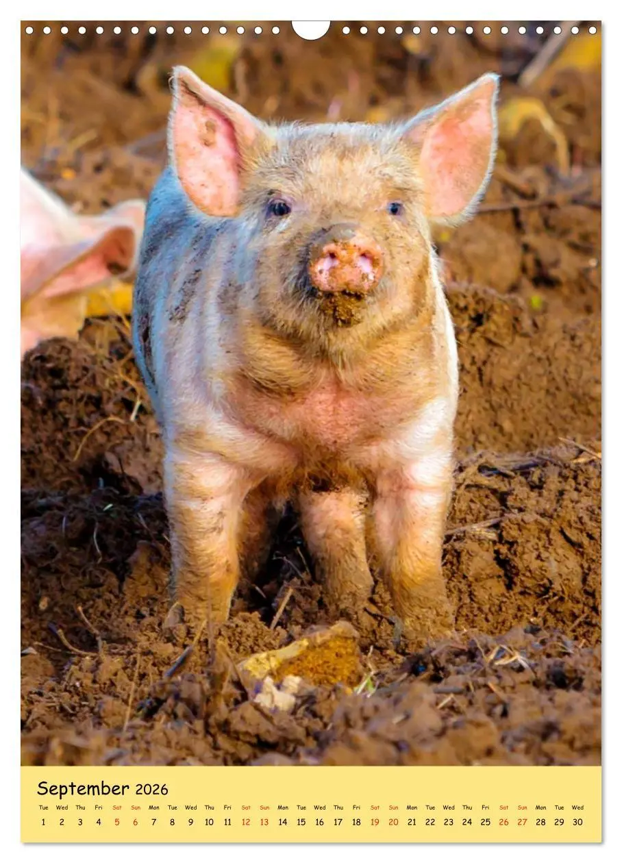 Bild: 9783516573923 | Just Pigs (Wall Calendar 2026 DIN A3 portrait), CALVENDO 12 Month...