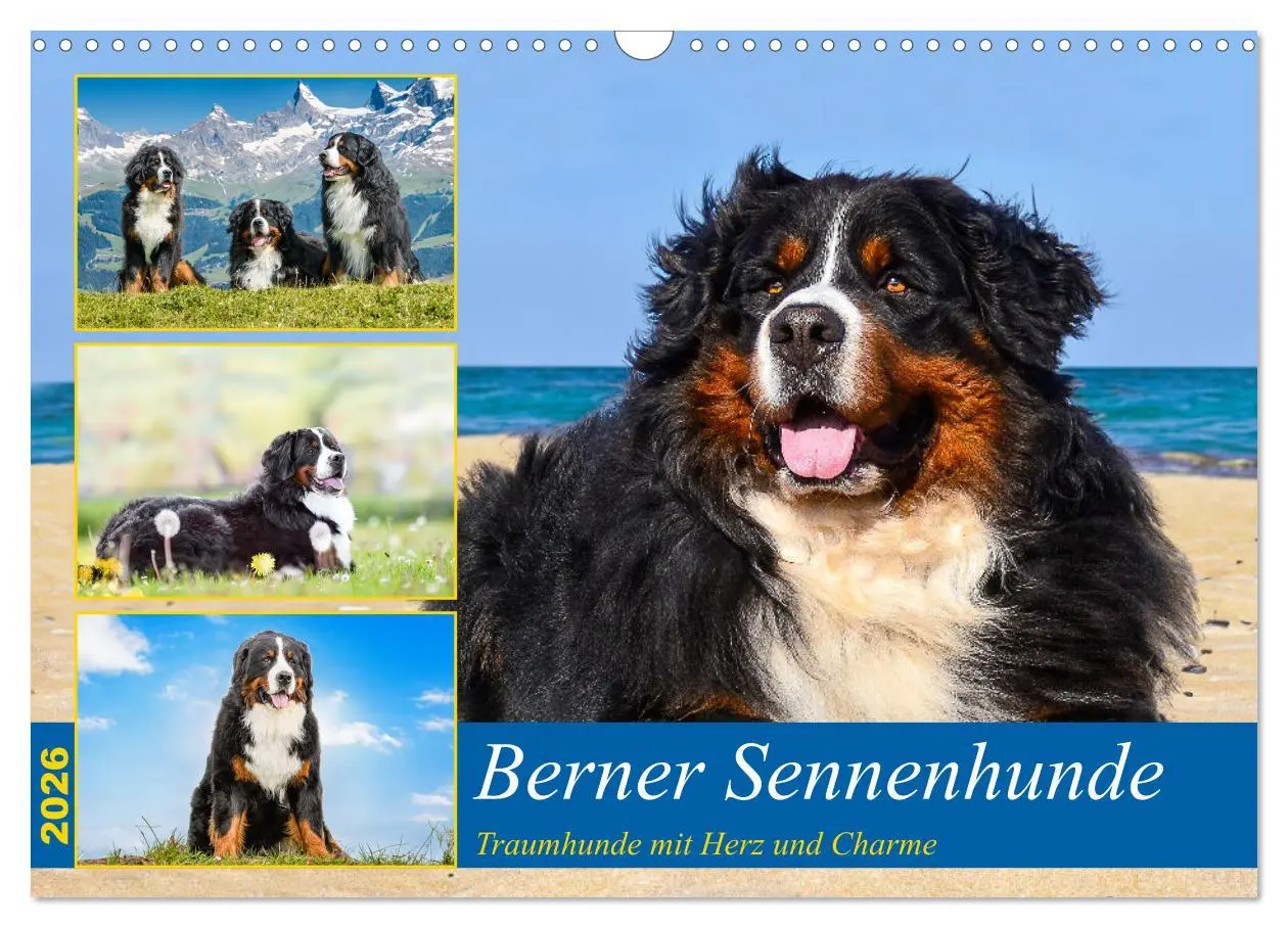 Cover: 9783457514023 | Berner Sennenhunde - Traumhunde mit Charme (Wandkalender 2026 DIN...