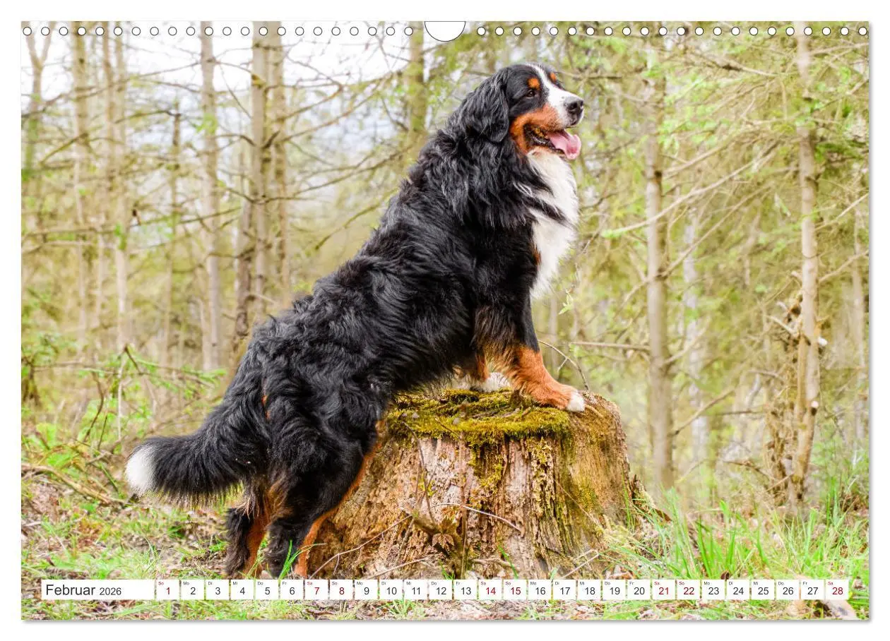 Bild: 9783457514023 | Berner Sennenhunde - Traumhunde mit Charme (Wandkalender 2026 DIN...