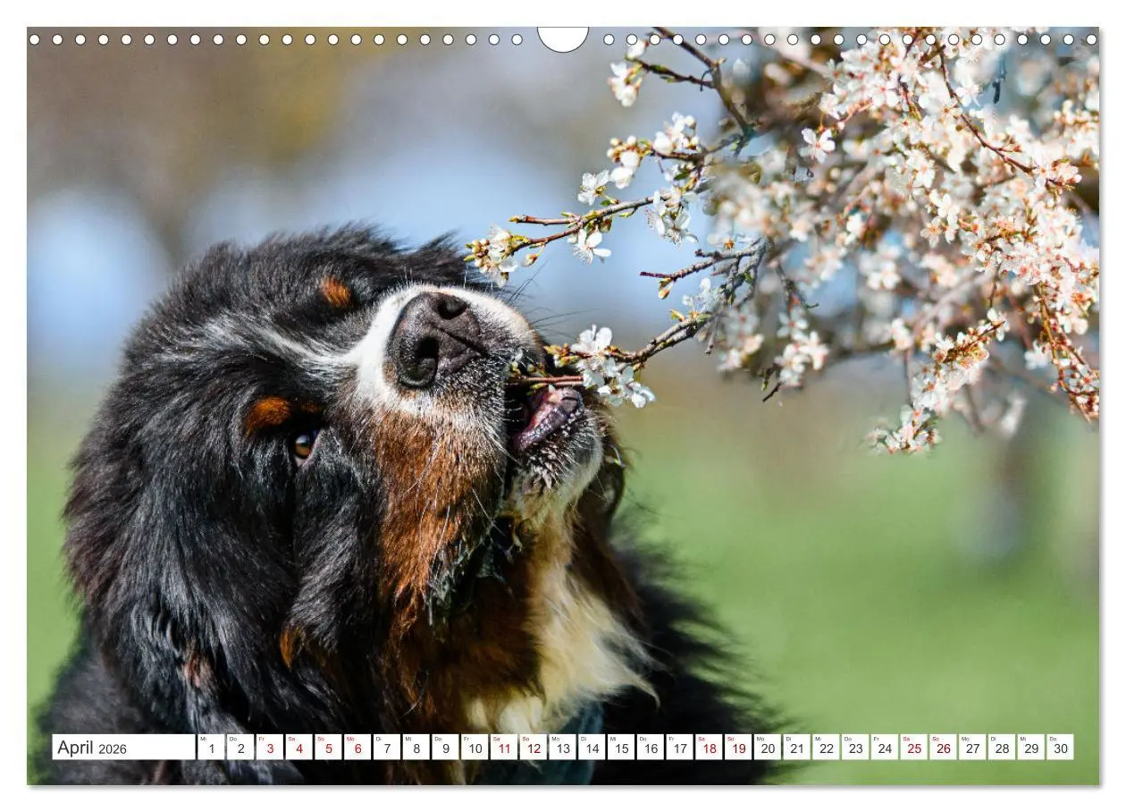 Bild: 9783457514023 | Berner Sennenhunde - Traumhunde mit Charme (Wandkalender 2026 DIN...