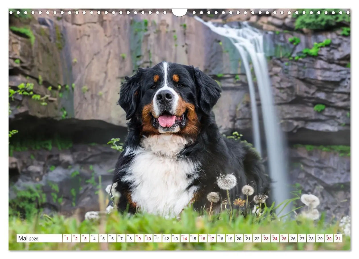 Bild: 9783457514023 | Berner Sennenhunde - Traumhunde mit Charme (Wandkalender 2026 DIN...