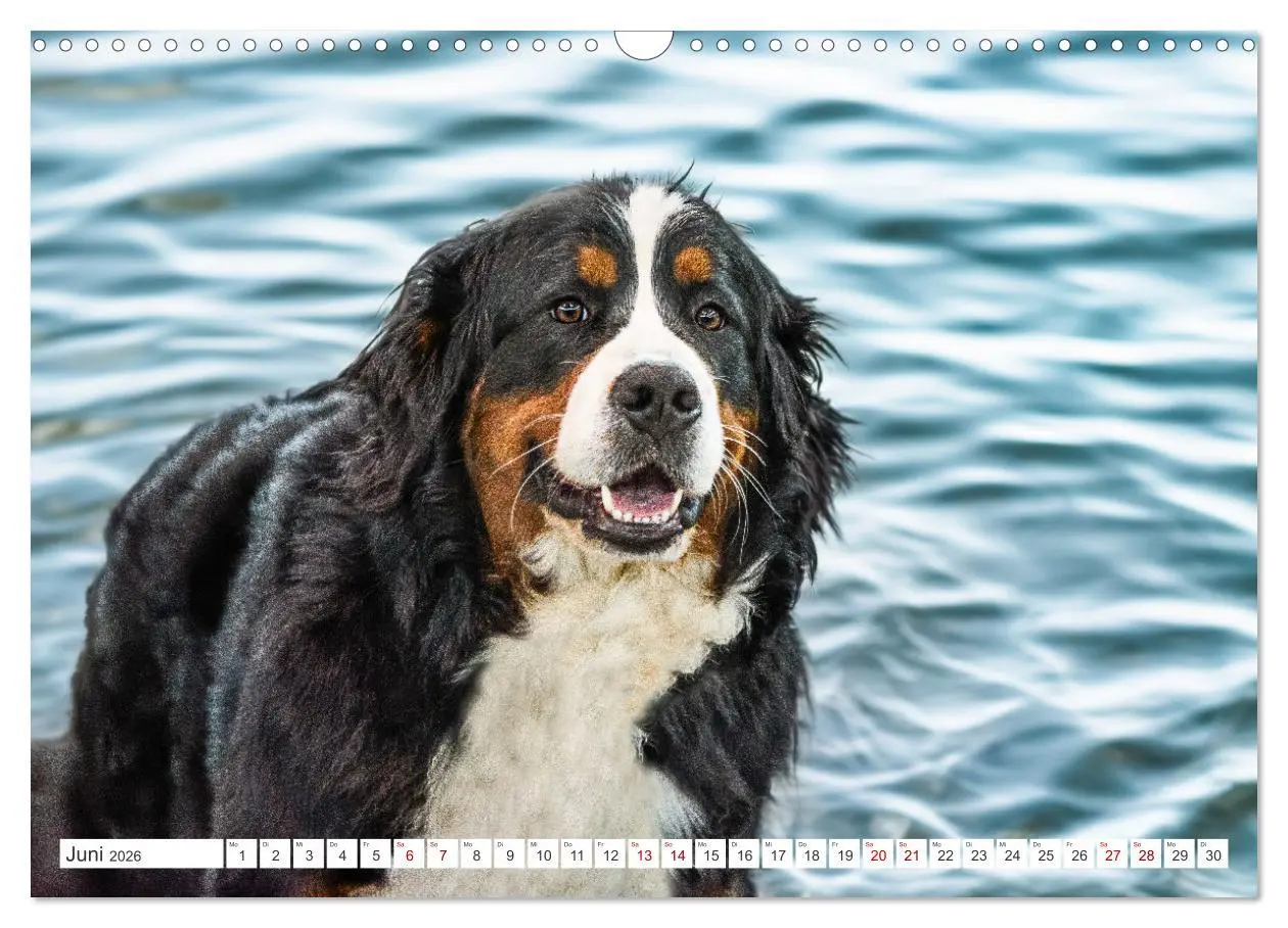 Bild: 9783457514023 | Berner Sennenhunde - Traumhunde mit Charme (Wandkalender 2026 DIN...