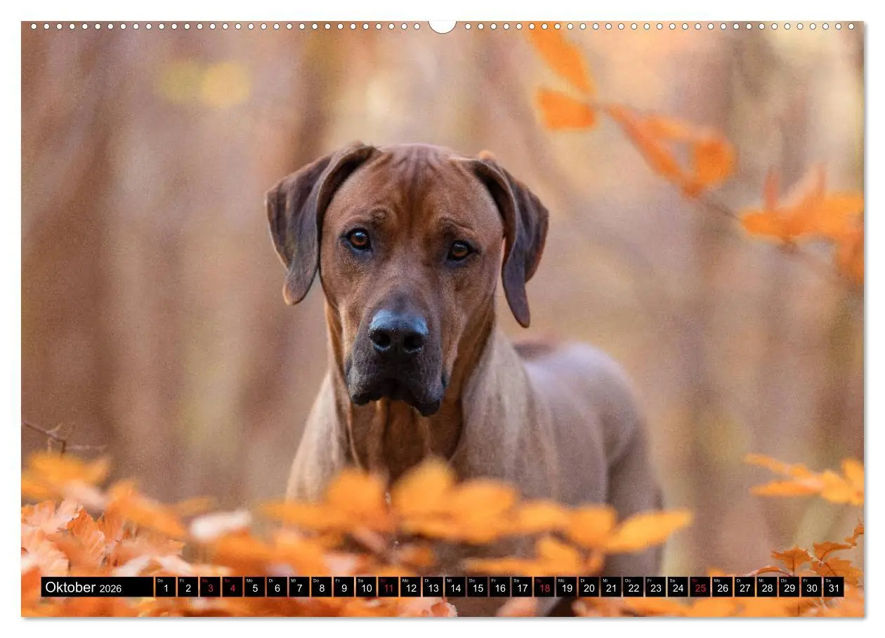 Bild: 9783457804223 | Ridgeback King (Wandkalender 2026 DIN A2 quer), CALVENDO...