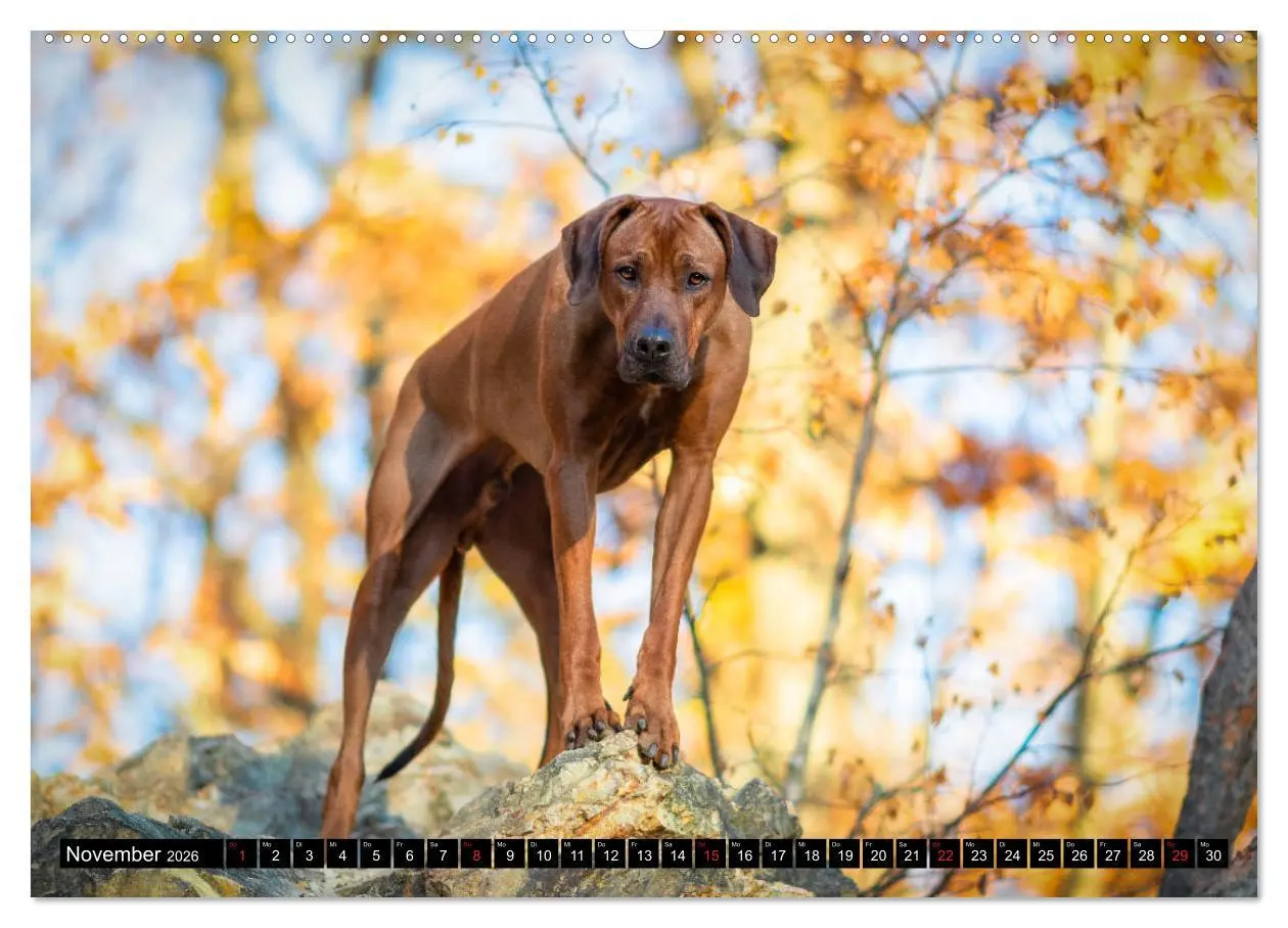 Bild: 9783457804223 | Ridgeback King (Wandkalender 2026 DIN A2 quer), CALVENDO...