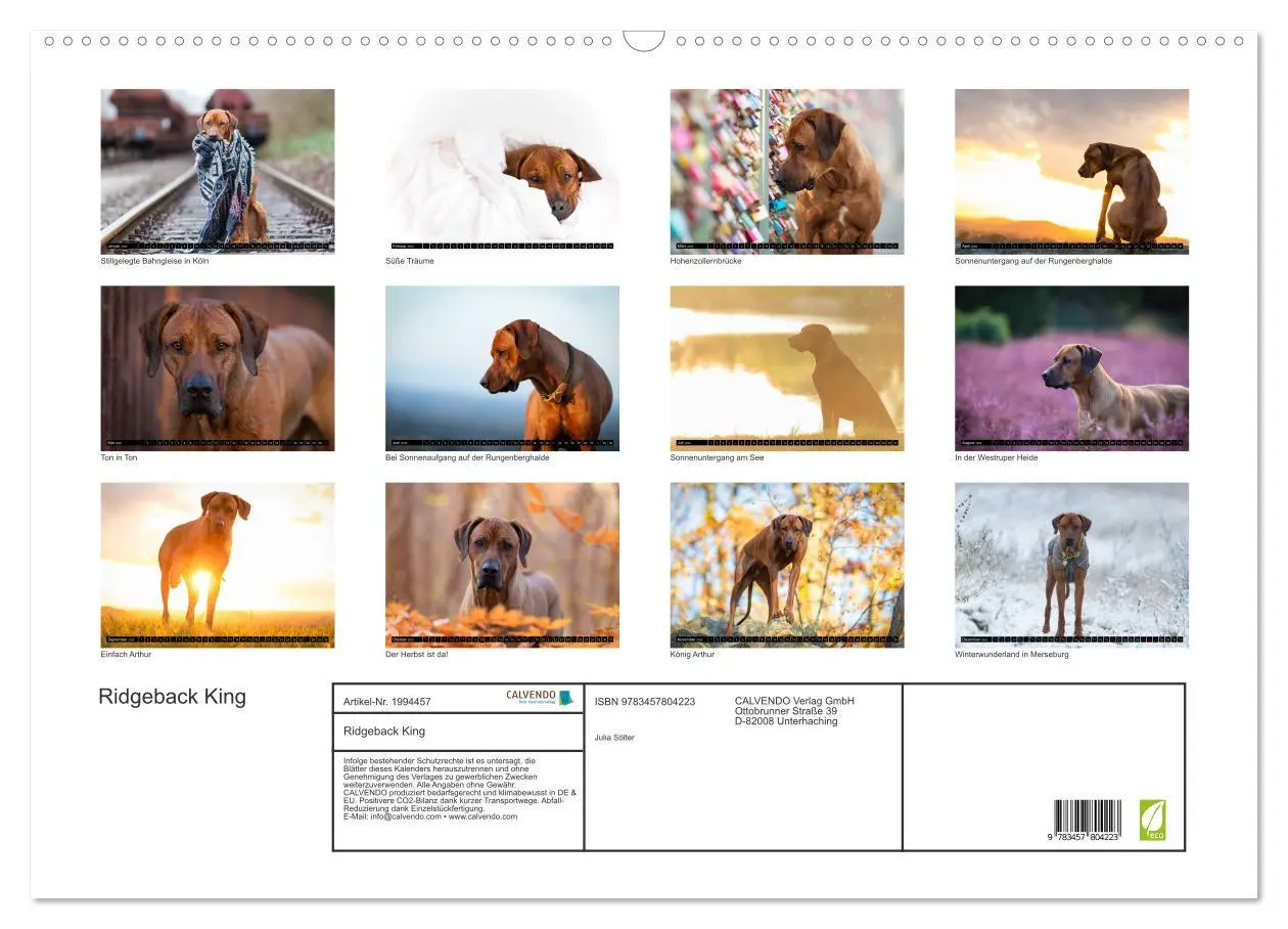 Bild: 9783457804223 | Ridgeback King (Wandkalender 2026 DIN A2 quer), CALVENDO...
