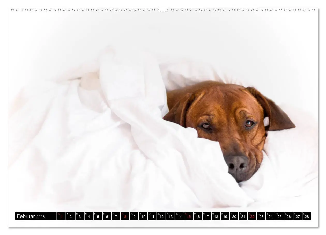 Bild: 9783457804223 | Ridgeback King (Wandkalender 2026 DIN A2 quer), CALVENDO...