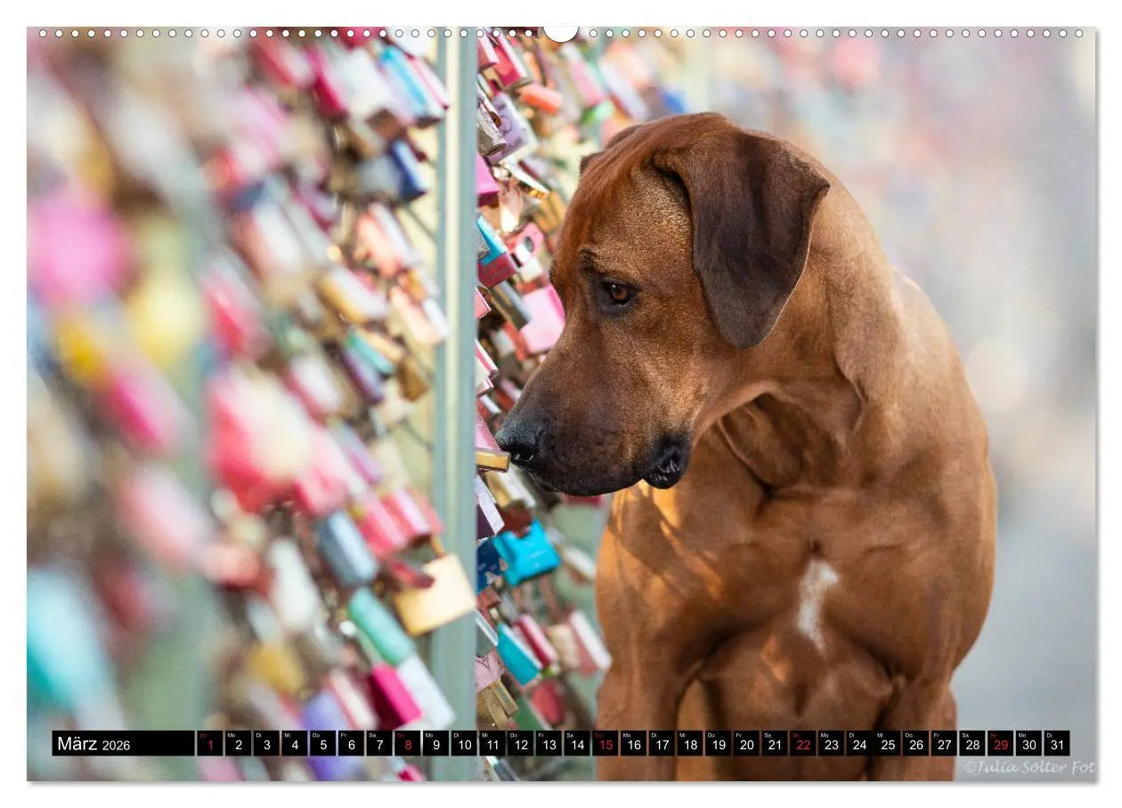 Bild: 9783457804223 | Ridgeback King (Wandkalender 2026 DIN A2 quer), CALVENDO...
