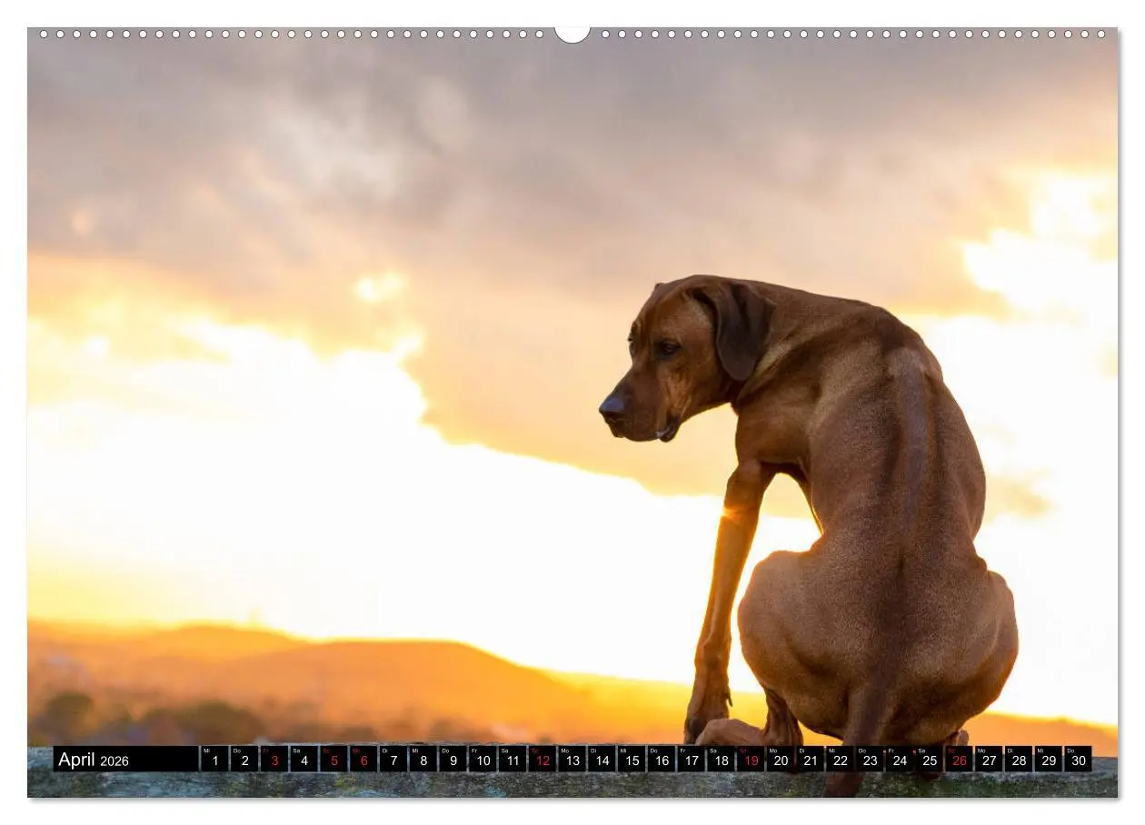 Bild: 9783457804223 | Ridgeback King (Wandkalender 2026 DIN A2 quer), CALVENDO...