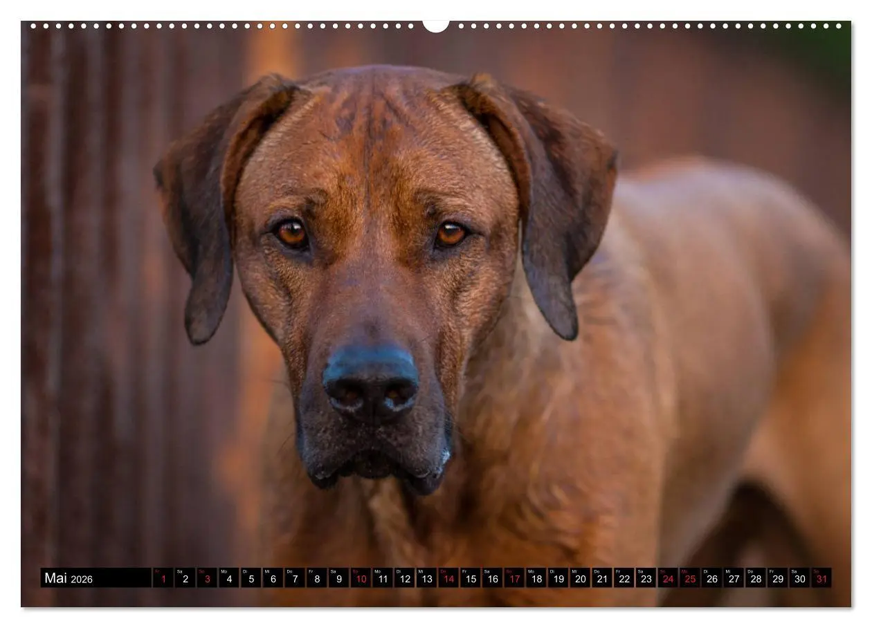 Bild: 9783457804223 | Ridgeback King (Wandkalender 2026 DIN A2 quer), CALVENDO...