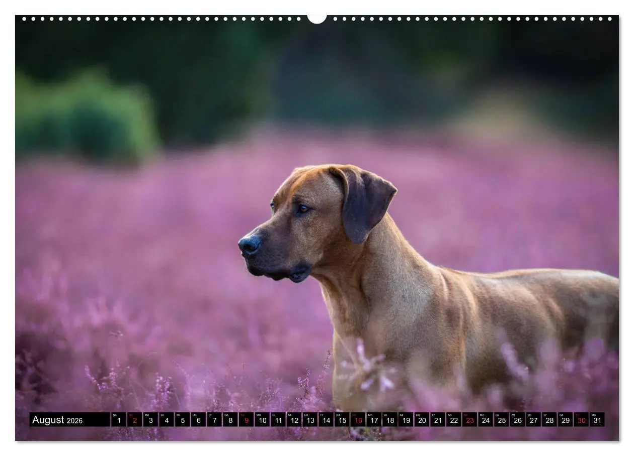 Bild: 9783457804223 | Ridgeback King (Wandkalender 2026 DIN A2 quer), CALVENDO...