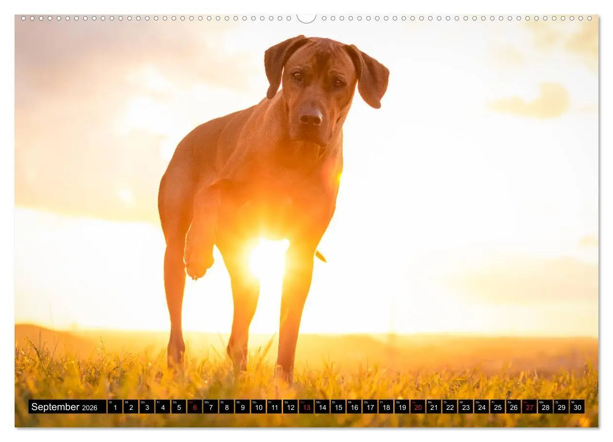 Bild: 9783457804223 | Ridgeback King (Wandkalender 2026 DIN A2 quer), CALVENDO...