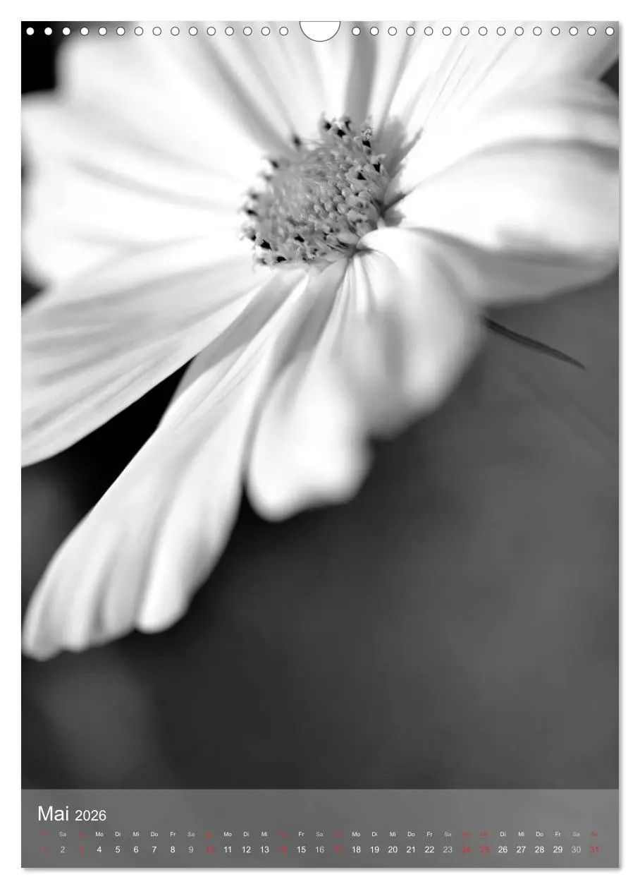 Bild: 9783516434323 | Monochrome Blüten - In Schwarz-Weiß Bildern durch das Jahr...