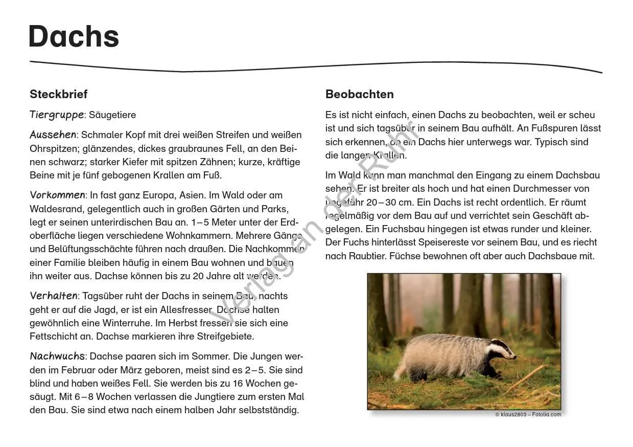 Bild: 9783834604323 | Waldtiere - Fotokarten mit Sachinfos | Heike Jung | Box | 16 S. | 2008