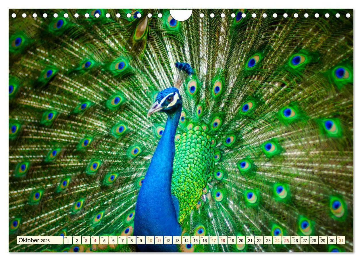 Bild: 9783457574423 | Schöner Pfau (Wandkalender 2026 DIN A4 quer), CALVENDO Monatskalender