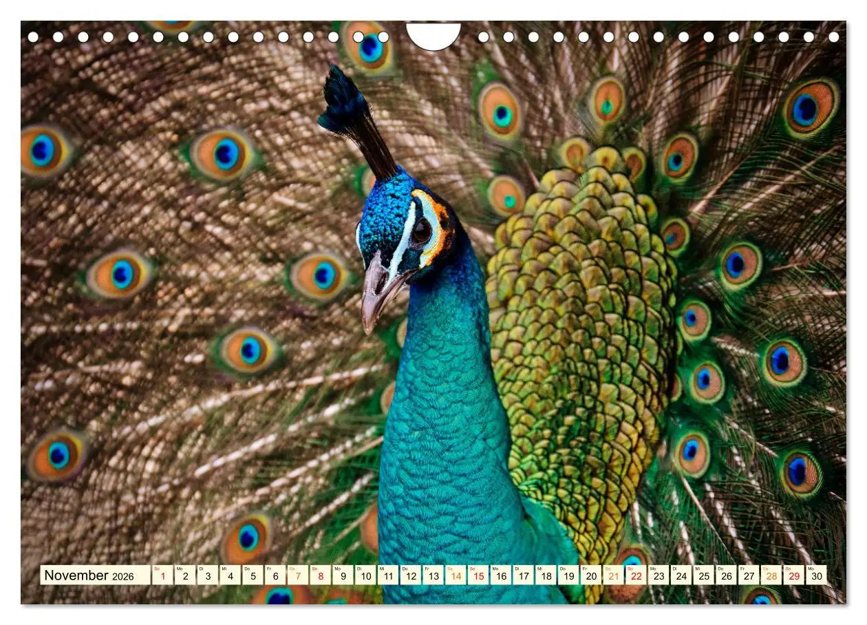 Bild: 9783457574423 | Schöner Pfau (Wandkalender 2026 DIN A4 quer), CALVENDO Monatskalender