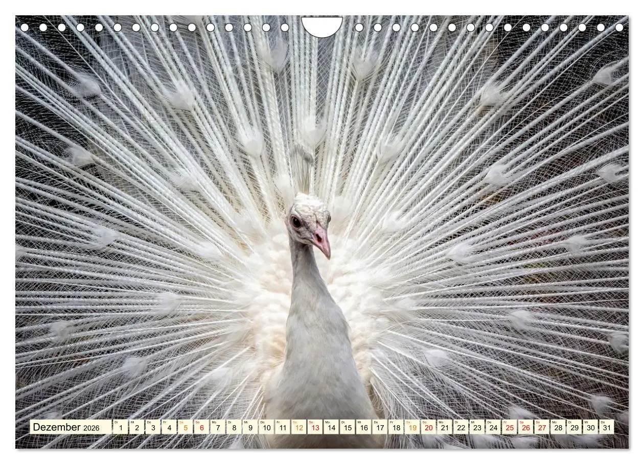 Bild: 9783457574423 | Schöner Pfau (Wandkalender 2026 DIN A4 quer), CALVENDO Monatskalender