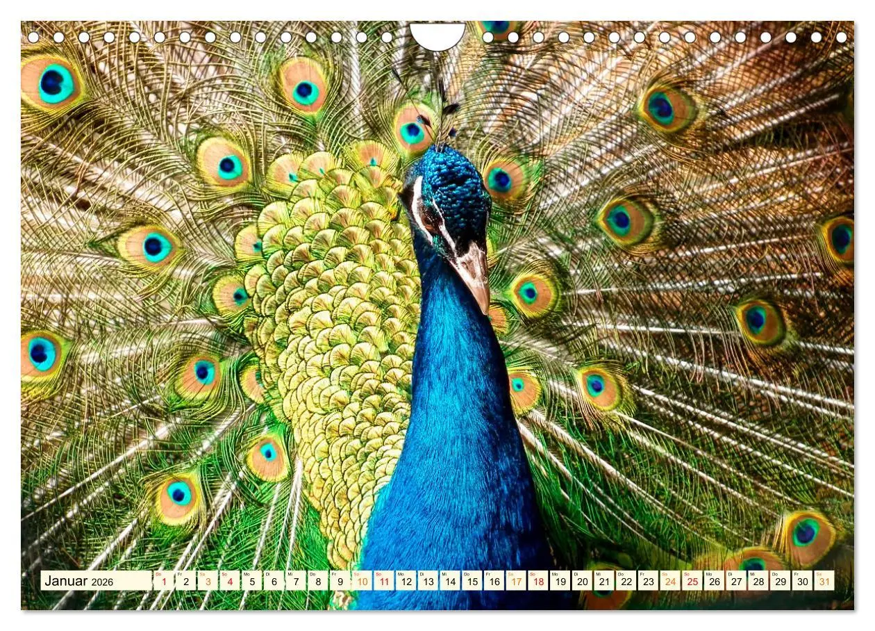 Bild: 9783457574423 | Schöner Pfau (Wandkalender 2026 DIN A4 quer), CALVENDO Monatskalender
