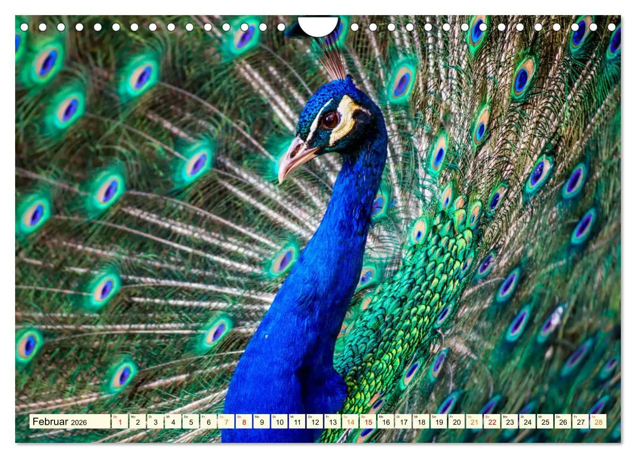 Bild: 9783457574423 | Schöner Pfau (Wandkalender 2026 DIN A4 quer), CALVENDO Monatskalender