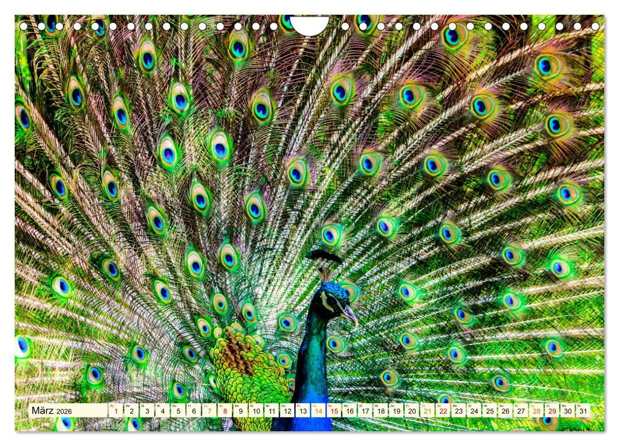 Bild: 9783457574423 | Schöner Pfau (Wandkalender 2026 DIN A4 quer), CALVENDO Monatskalender