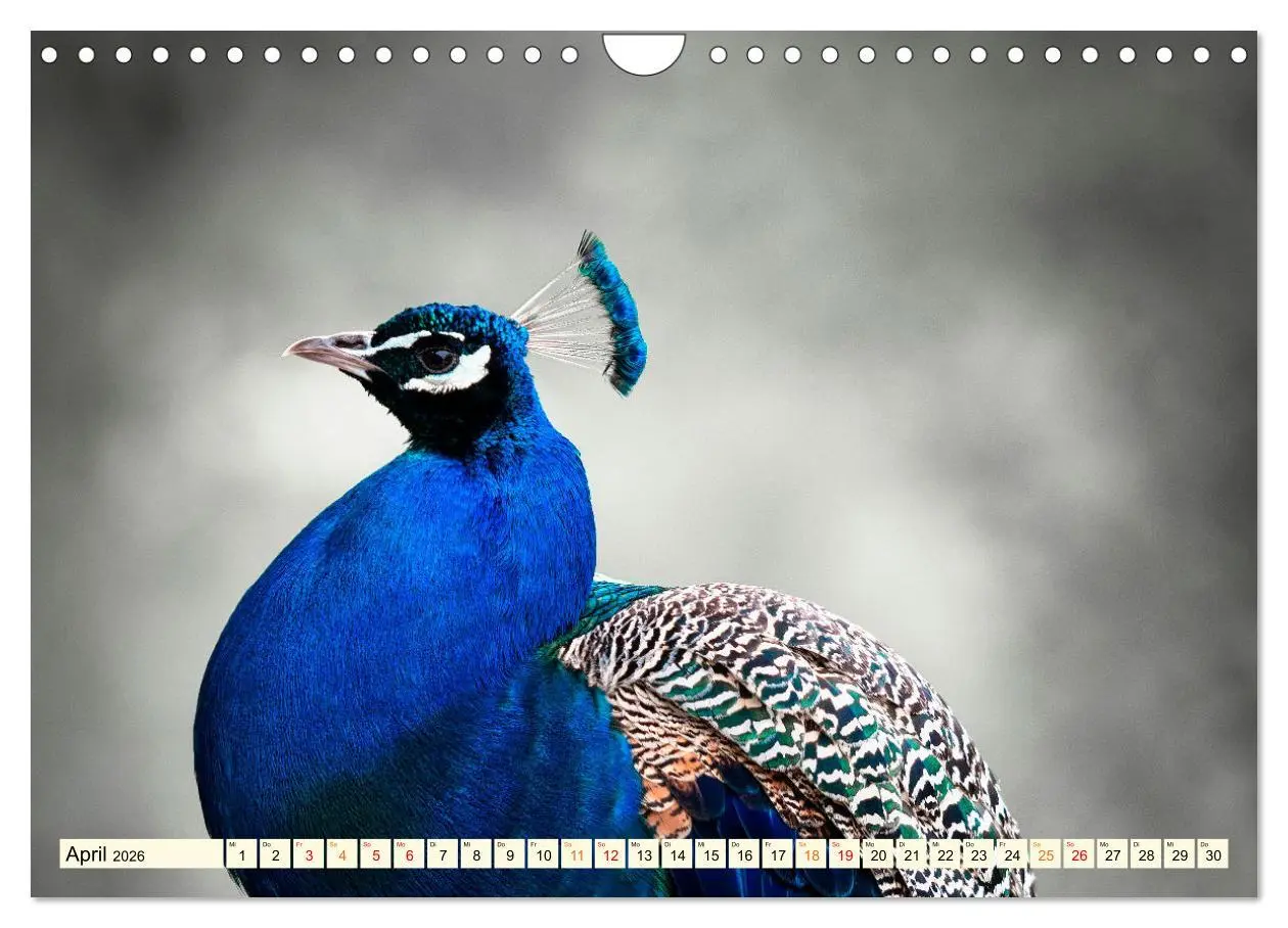 Bild: 9783457574423 | Schöner Pfau (Wandkalender 2026 DIN A4 quer), CALVENDO Monatskalender