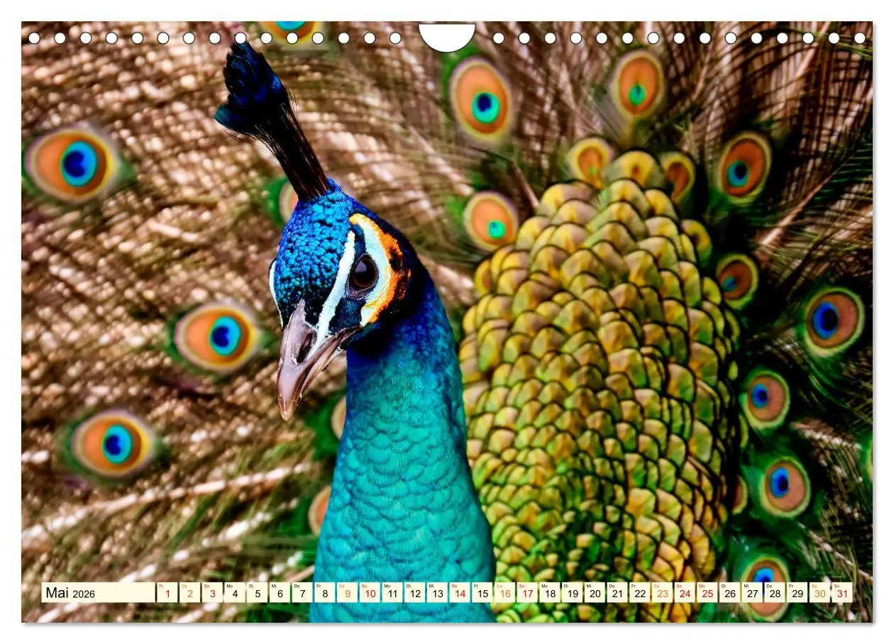 Bild: 9783457574423 | Schöner Pfau (Wandkalender 2026 DIN A4 quer), CALVENDO Monatskalender