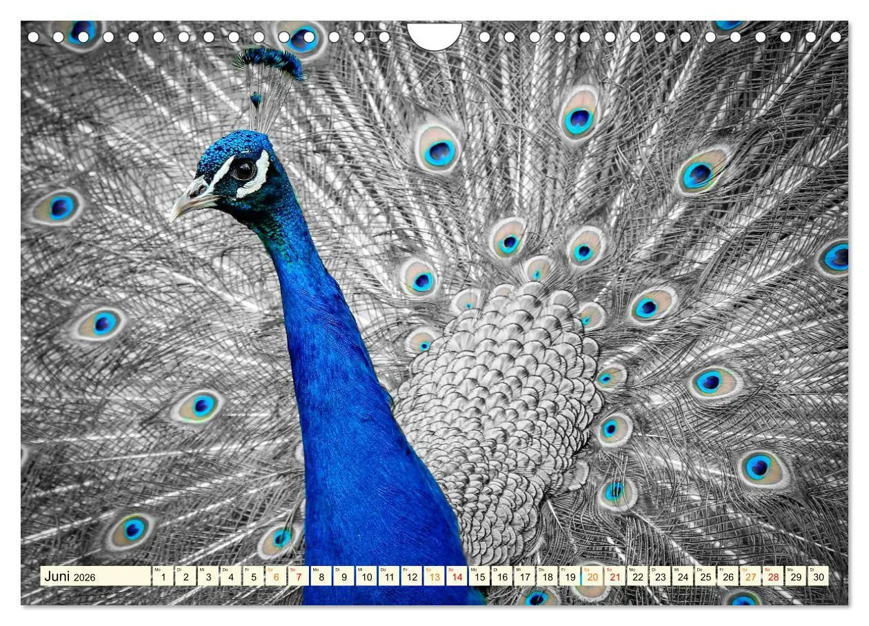 Bild: 9783457574423 | Schöner Pfau (Wandkalender 2026 DIN A4 quer), CALVENDO Monatskalender