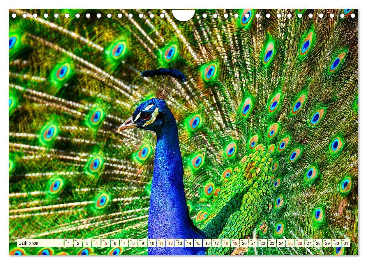 Bild: 9783457574423 | Schöner Pfau (Wandkalender 2026 DIN A4 quer), CALVENDO Monatskalender